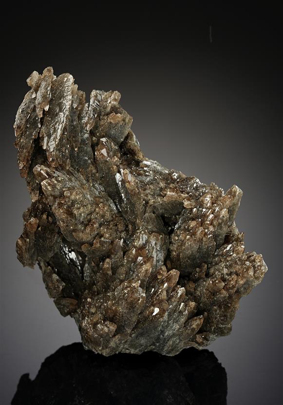 CC19281 specimen image
