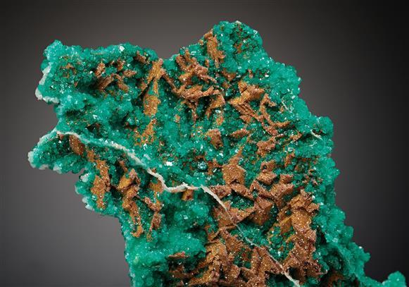 CC19287 specimen image