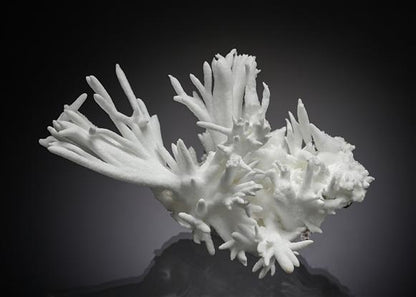 CC19352 specimen image