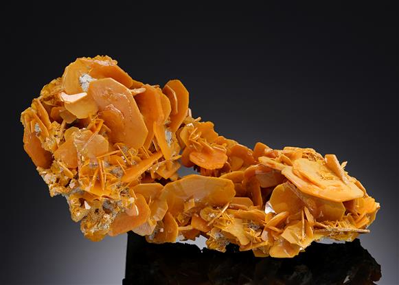 CC19357 specimen image
