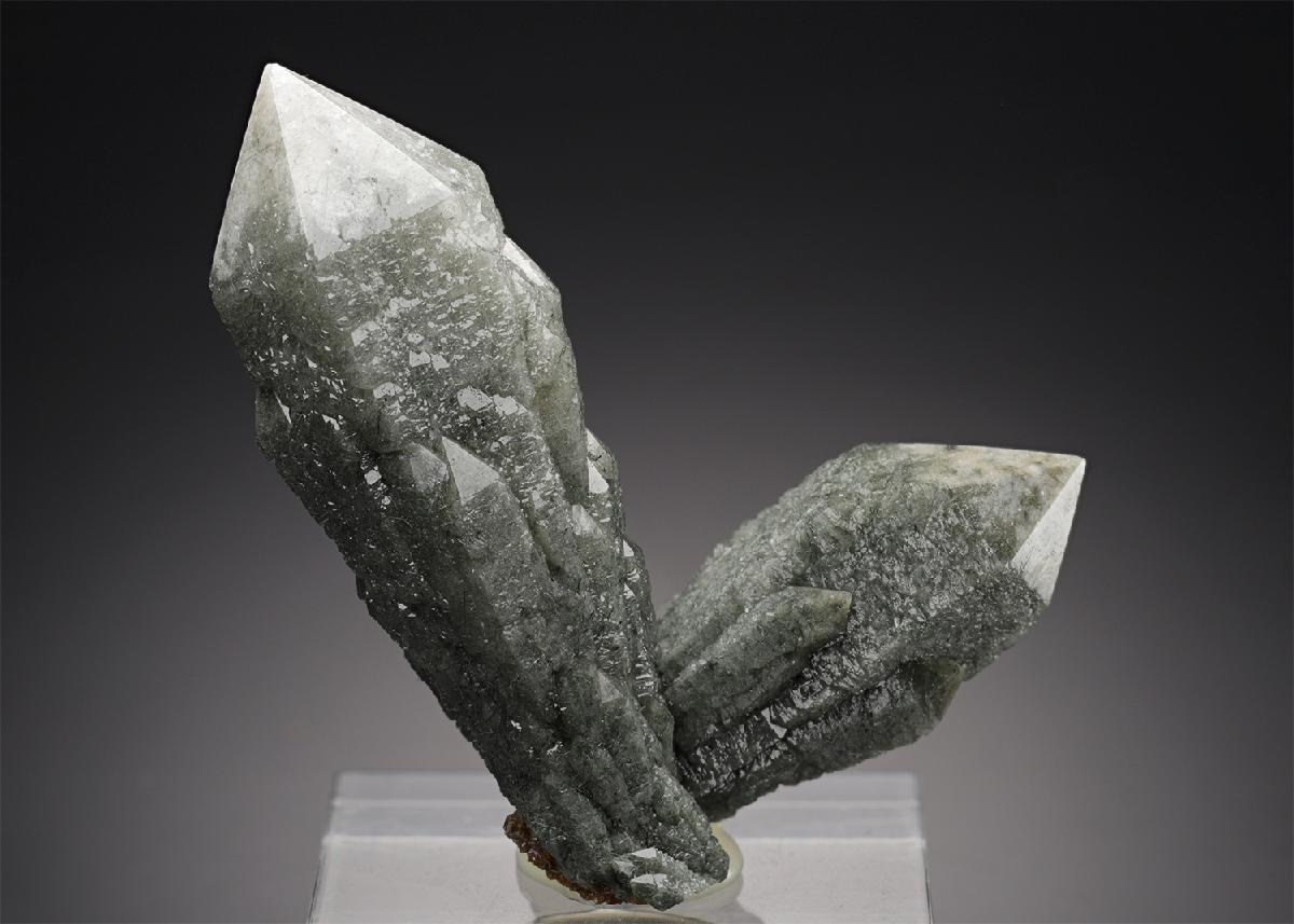 CC19389 specimen image