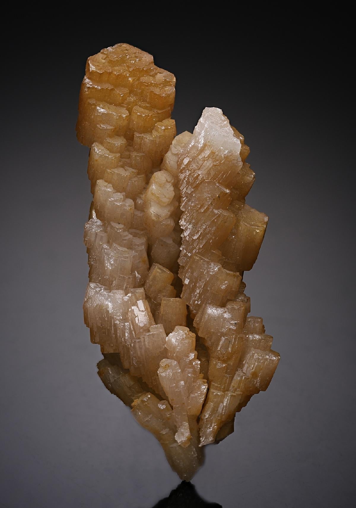 CC19394 specimen image