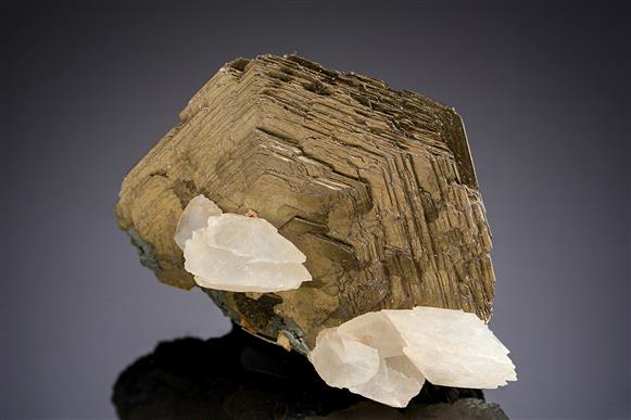 CC19409 specimen image