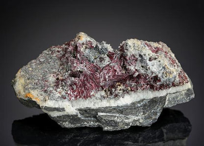 CC19423 specimen image