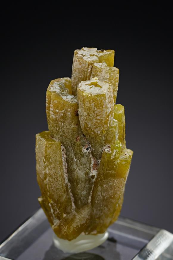 CC19446 specimen image