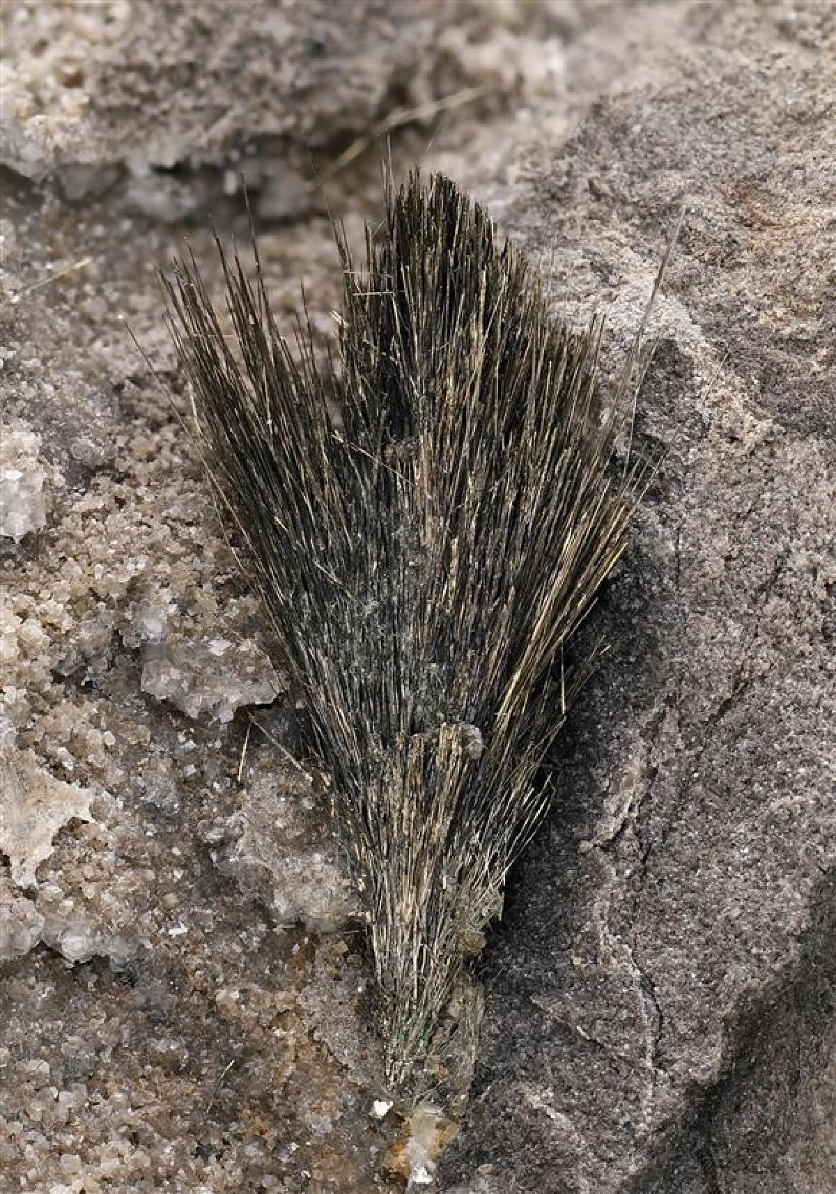 CC19455 specimen image
