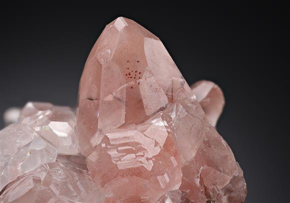 CC19463 specimen image