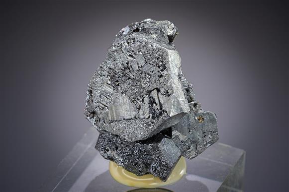 CC19484 specimen image