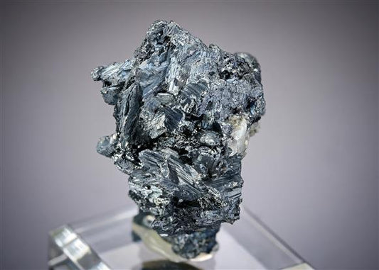 CC19496 specimen image