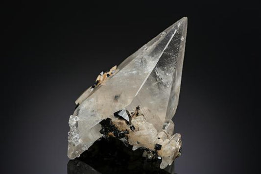 CC19501 specimen image