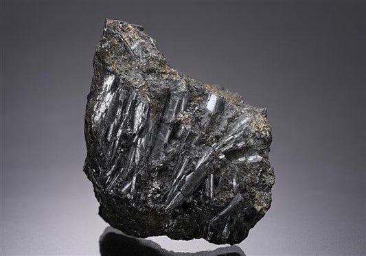 CC19502 specimen image