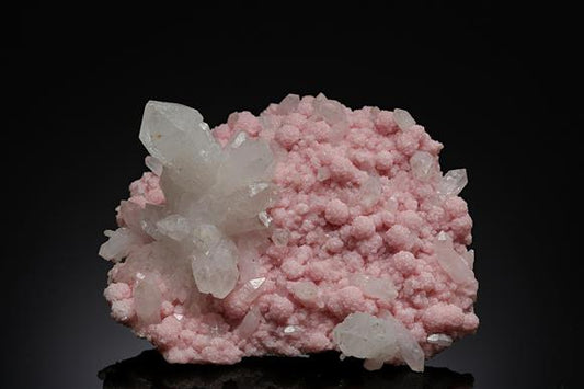 CC19503 specimen image