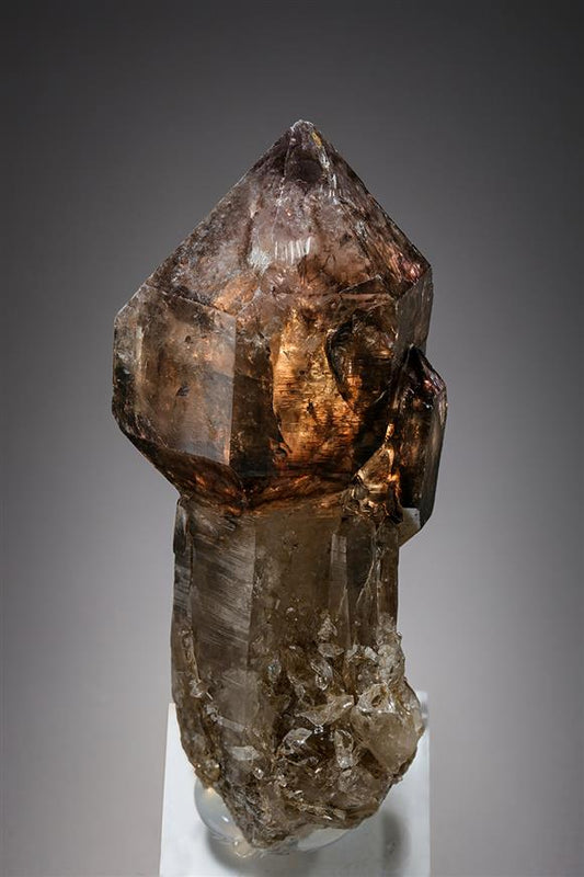 CC19509 specimen image