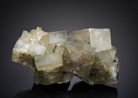 CC19519 specimen image