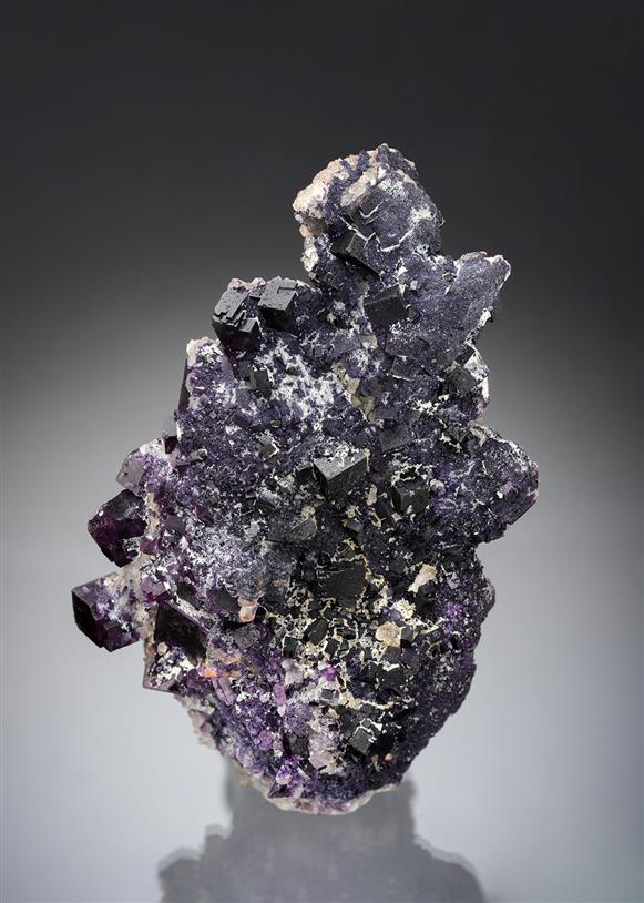 CC19520 specimen image