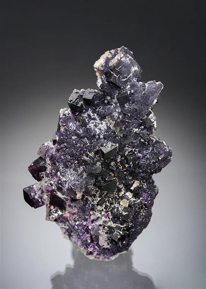 CC19520 specimen image