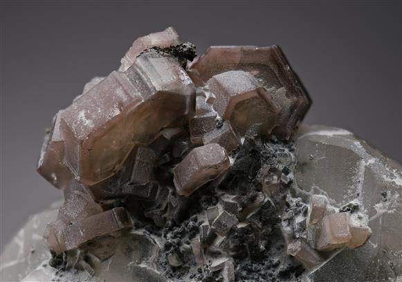 CC19522 specimen image