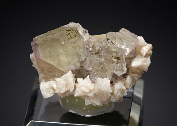 CC19523 specimen image