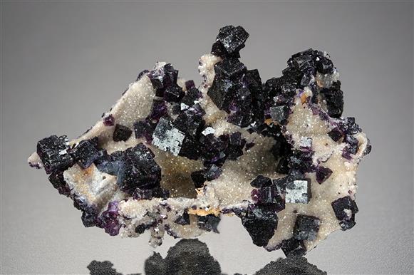 CC19526 specimen image