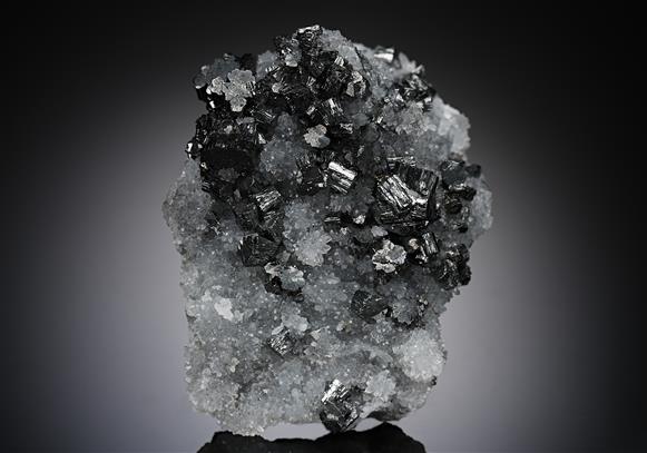 CC19534 specimen image