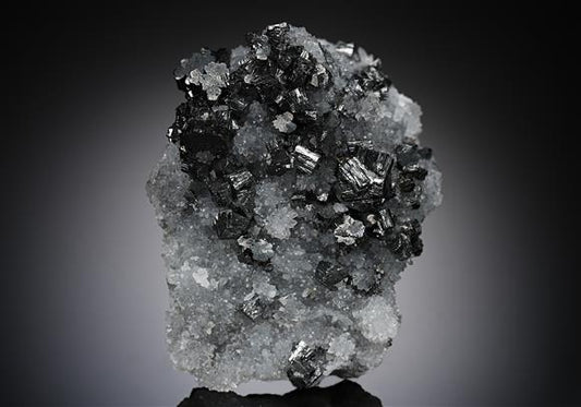 CC19534 specimen image