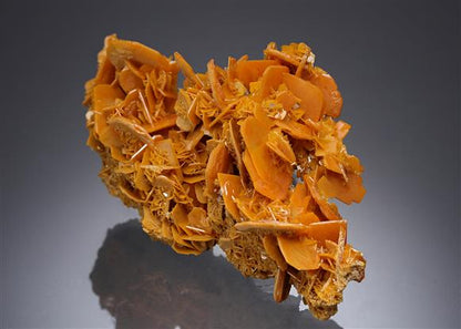 CC19535 specimen image