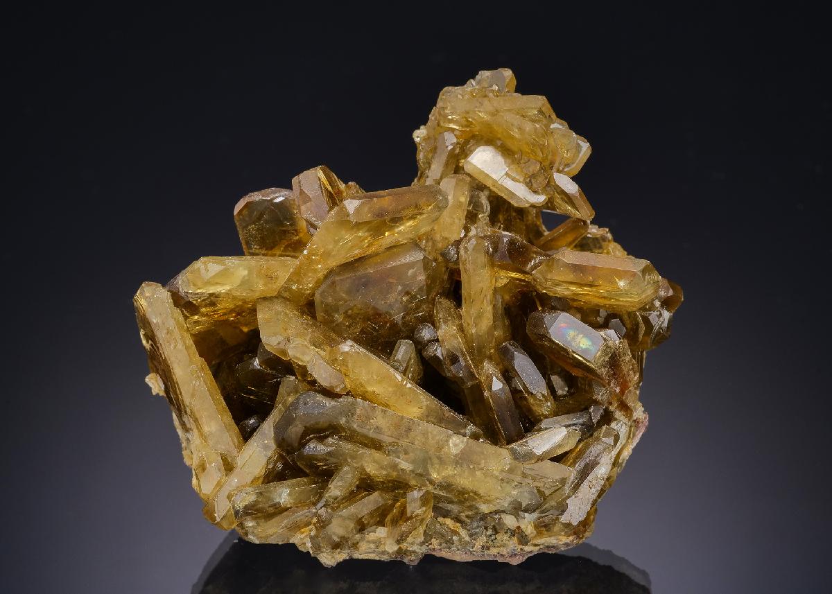 CC19547 specimen image
