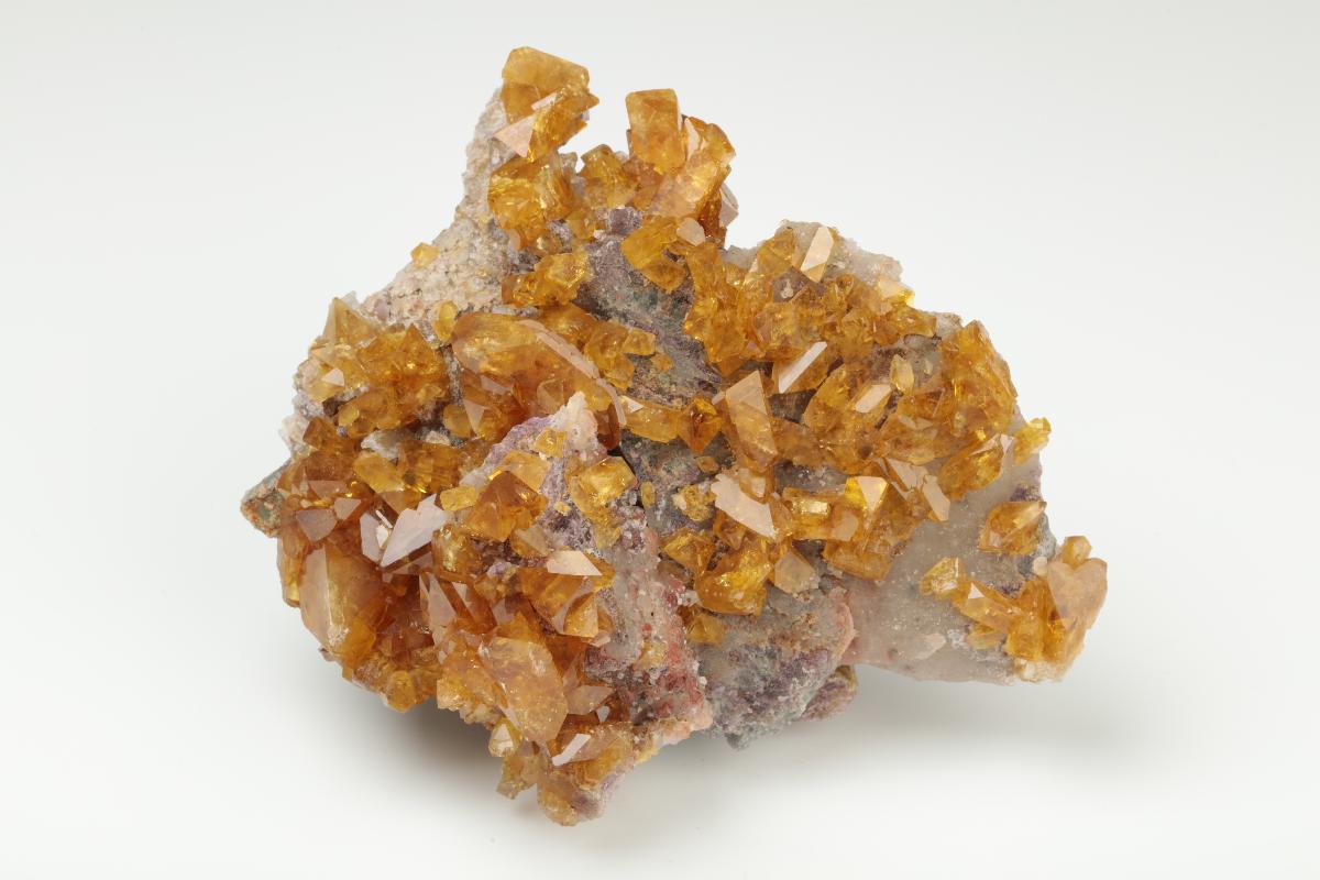 CC19554 specimen image
