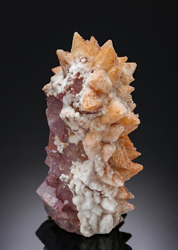 CC19559 specimen image