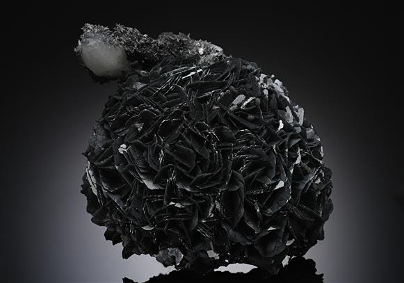 CC19567 specimen image