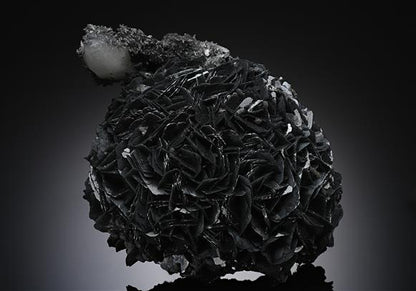 CC19567 specimen image