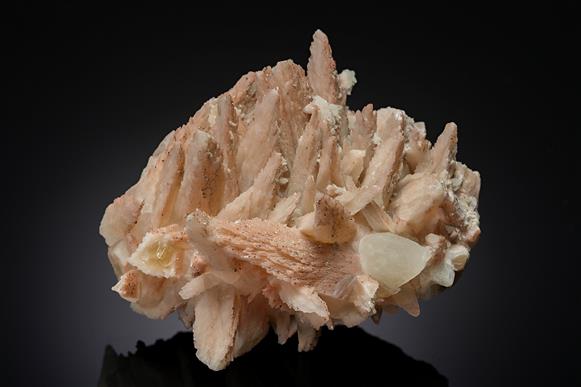 CC19574 specimen image