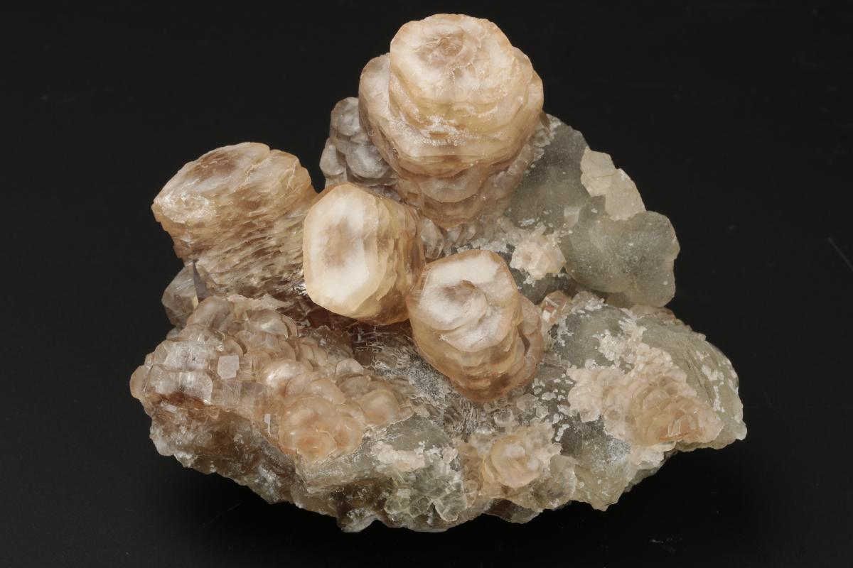 CC19594 specimen image