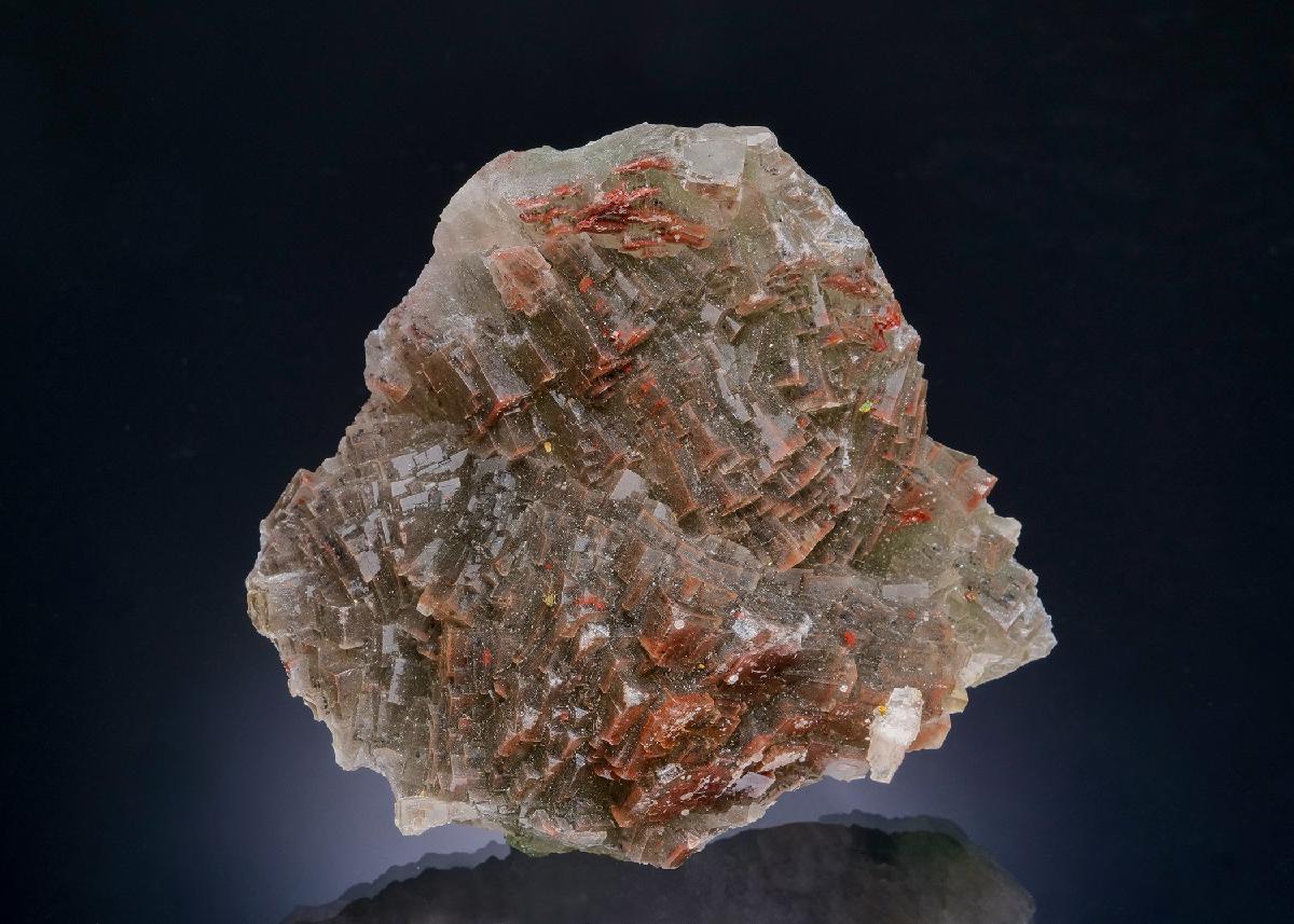 CC19597 specimen image