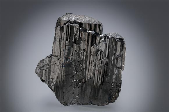 CC19606 specimen image
