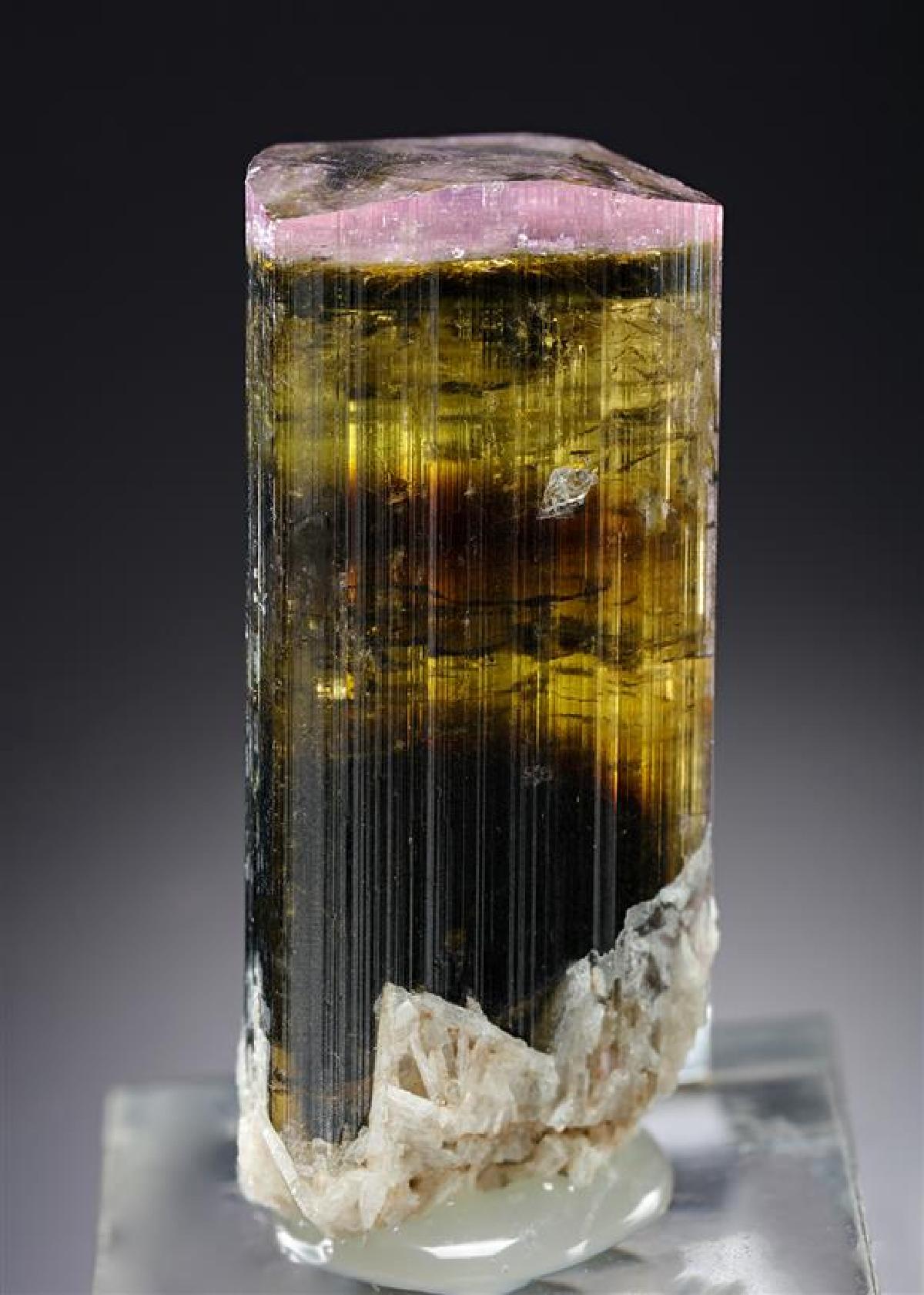 CC19610 specimen image