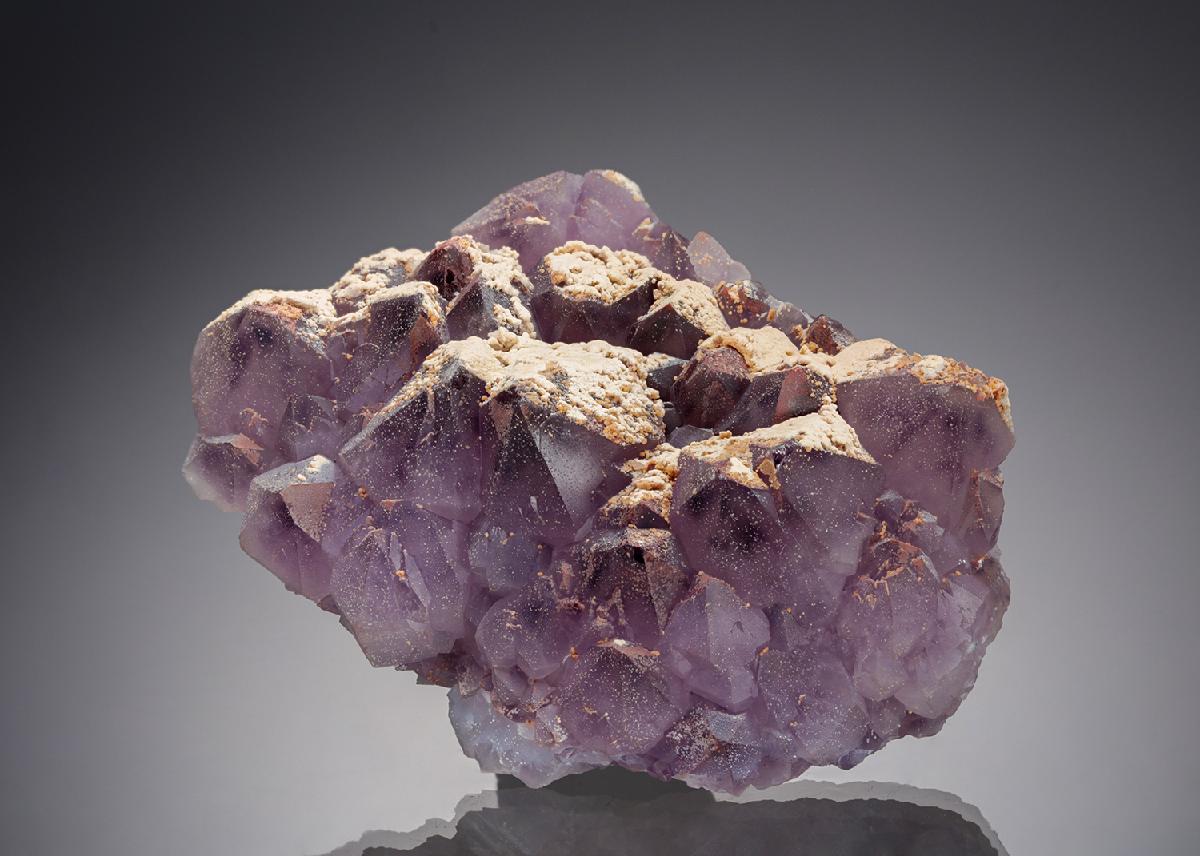 CC19624 specimen image
