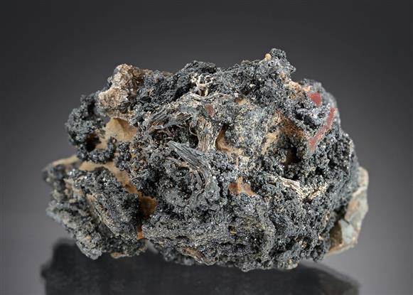 CC19631 specimen image