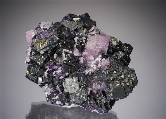 CC19632 specimen image