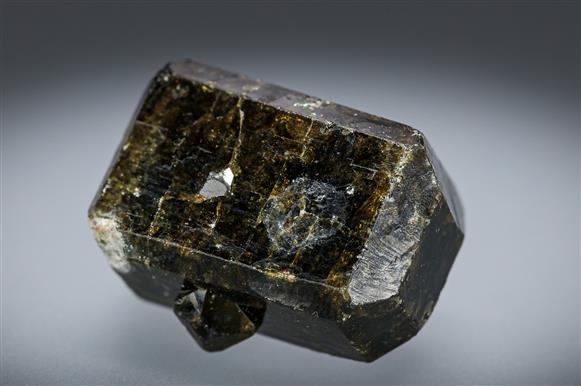 CC19641 specimen image