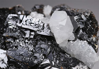CC19643 specimen image