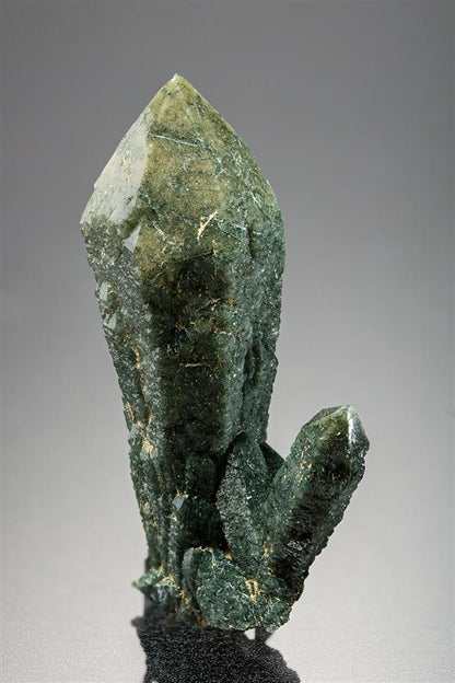 CC19646 specimen image