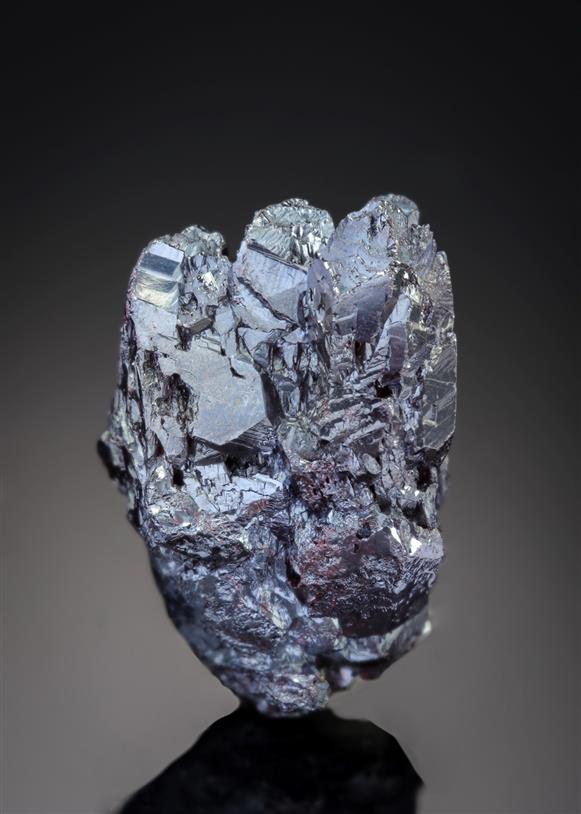 CC19660 specimen image