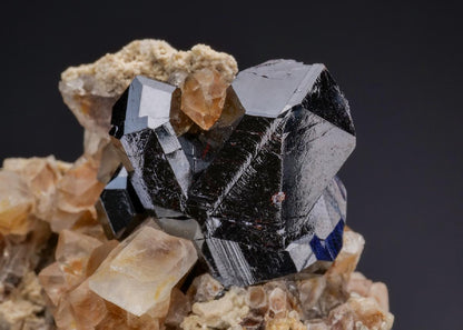 CC19662 specimen image