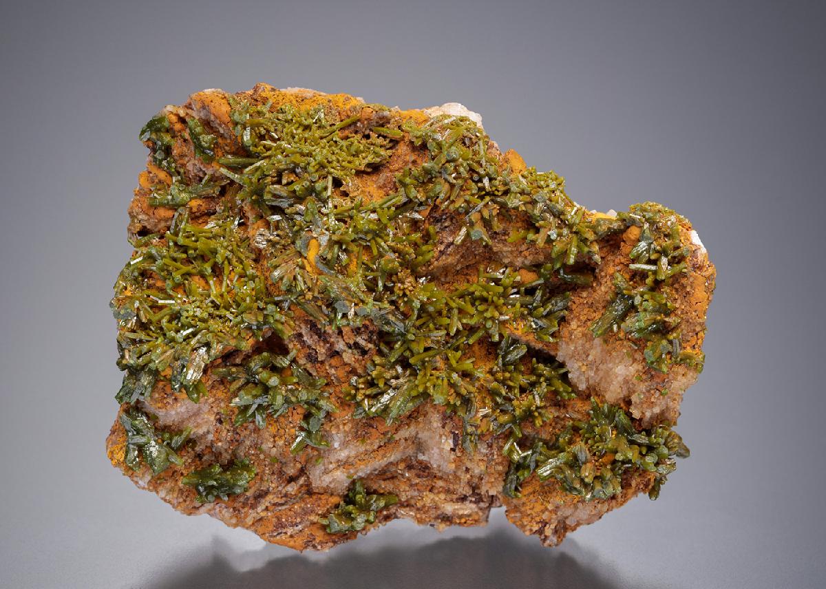 CC19670 specimen image