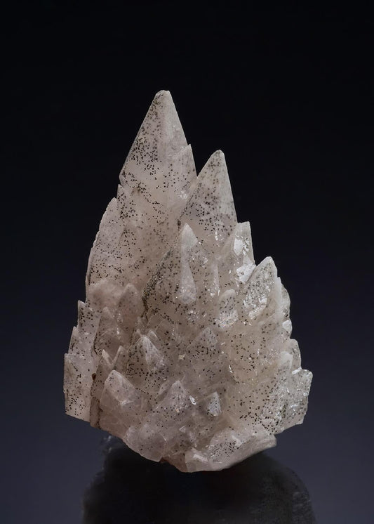 CC19686 specimen image