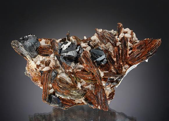 CC19692 specimen image