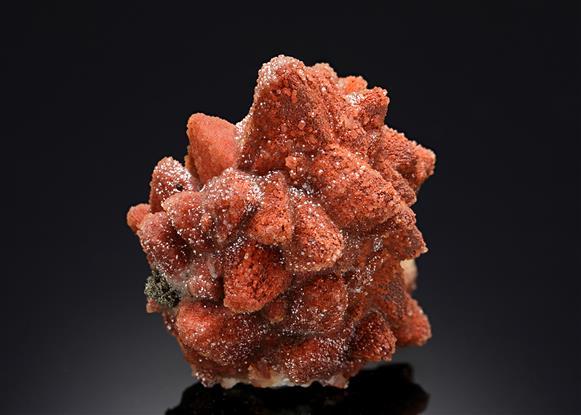 CC19696 specimen image