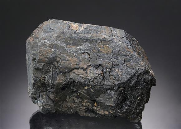 CC19702 specimen image