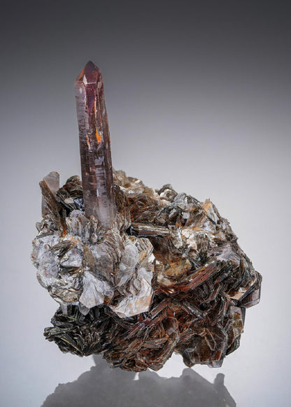CC19708 specimen image